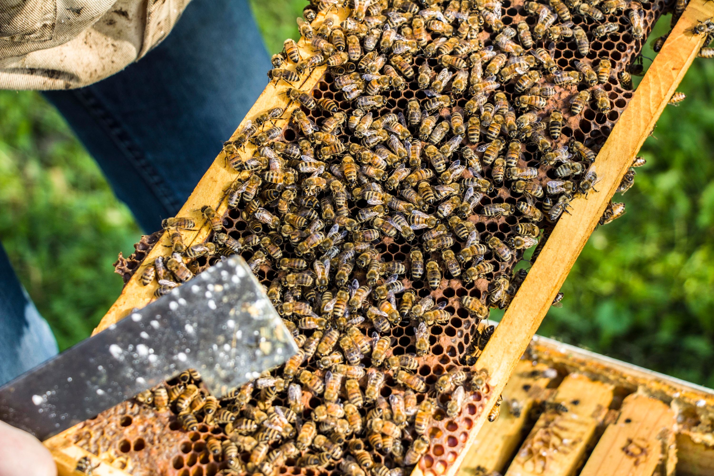 Beekeeper managing a hive