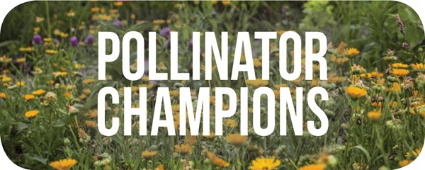 Pollinator champions
