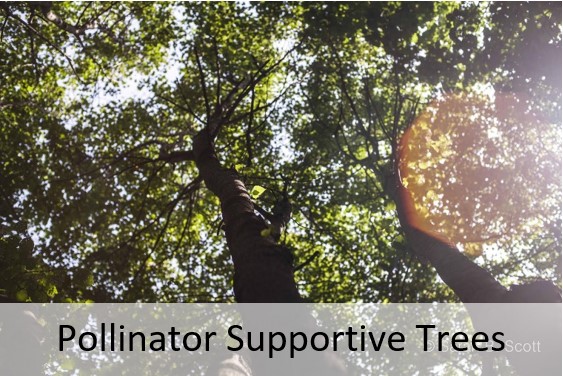 Pollinator Supportive Trees